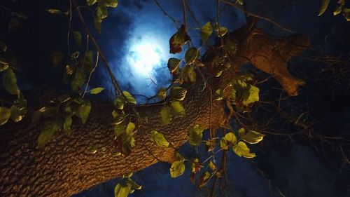 Low angle view of trees against sky at night