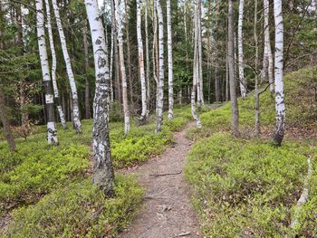 Trees growing in forest