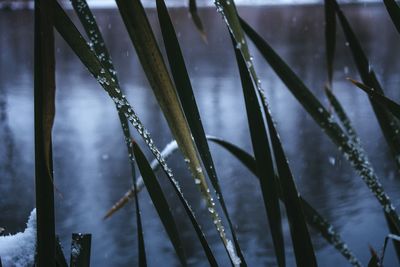 Close-up of grass by lake during winter