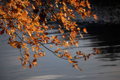 Close-up of autumnal tree against orange sky