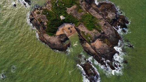 High angle view of plant on rock by sea