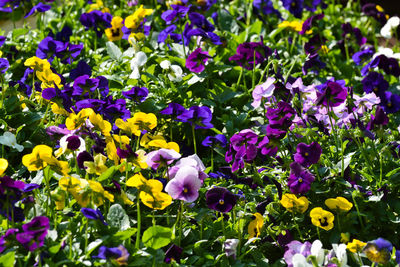 Colorful variety of pansy flowers viola sp.