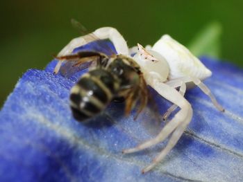 Close-up of insect on blue flower