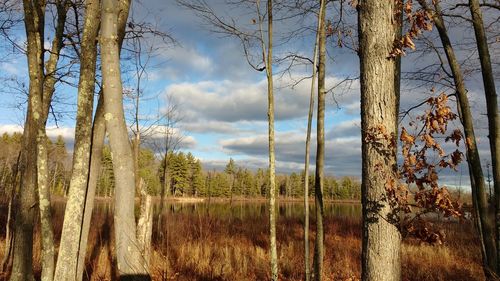 Trees against sky