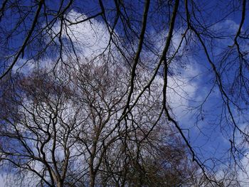 Low angle view of bare trees against clear sky