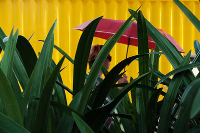 Close-up of yellow flowers