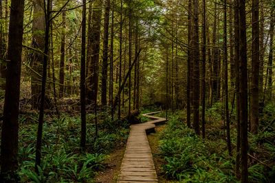 Boardwalk amidst trees in forest