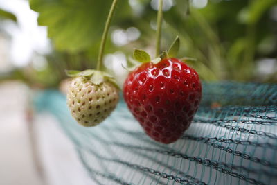 Close-up of strawberries on tree