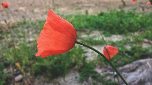 Close-up of red flower blooming outdoors