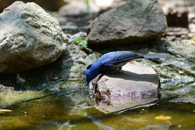 wildlife