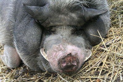 Close-up of animal sleeping on hay