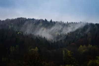 Panoramic shot of trees in forest against sky