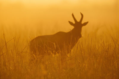 Silhouette of blurred topi standing in grass