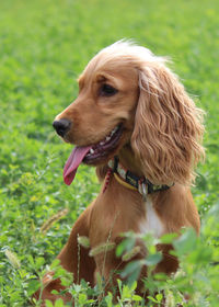 Close-up of dog looking away on field