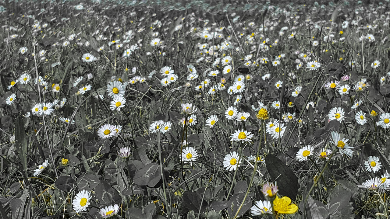 flower, growth, fragility, nature, plant, petal, freshness, yellow, beauty in nature, blooming, field, outdoors, no people, delicate, full frame, day, flowerbed, flower head, poppy, close-up, crocus