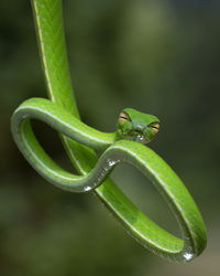 Close-up of green lizard on leaf