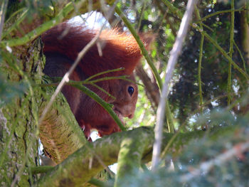 Close-up of lizard on tree branch