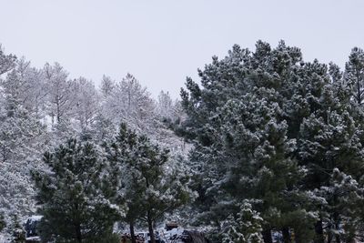 Low angle view of snow covered trees against clear sky