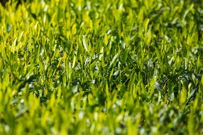 Close-up of grass growing on field