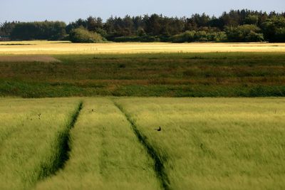 Scenic view of field