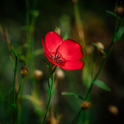 Close-up of red flower
