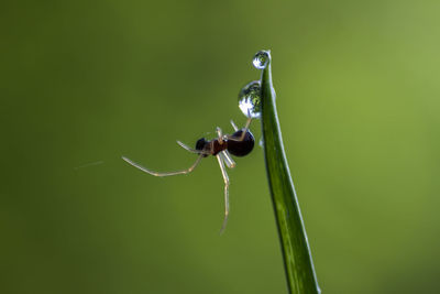 Close-up of insect on leaf