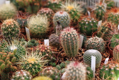 Close-up of cactus for sale at market stall