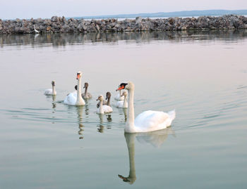 Swans swimming in lake