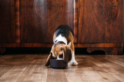 Beagle feeding. beagle puppy eating dog dry food from a bowl at home. beagle eat, adult and 