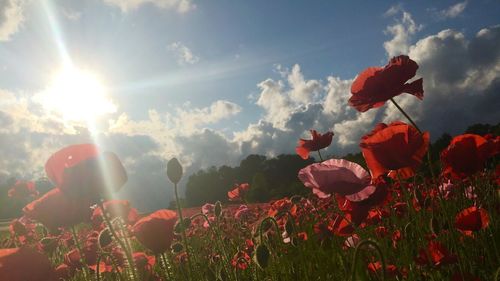 Low angle view of flowers blooming on field