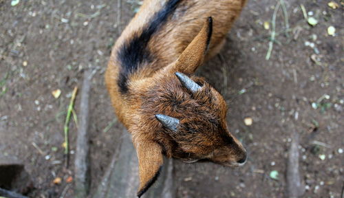 High angle view of giraffe