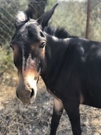 Close-up of horse standing on field