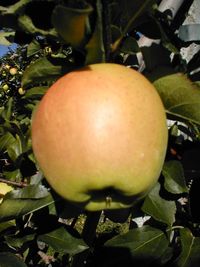 Close-up of apple on tree