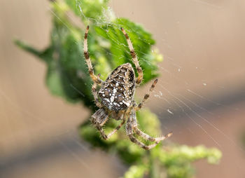 Close-up of spider on web