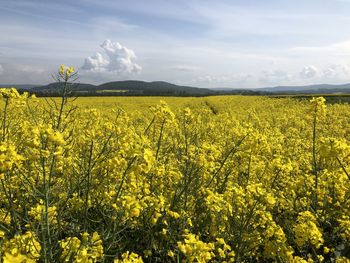 rapeseed