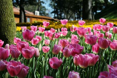 Close-up of pink tulips in park