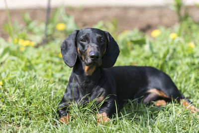 Black dog relaxing on field