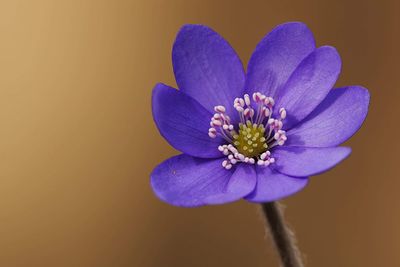 Close-up of purple flower