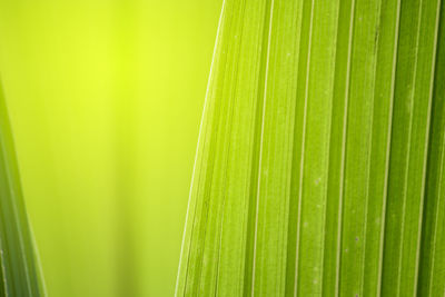 Close-up of green leaves