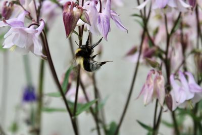 Close-up of bee pollinating on pink flower