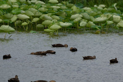 Ducks swimming in lake