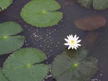 High angle view of lotus water lily in pond