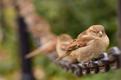 Close-up of bird perching outdoors