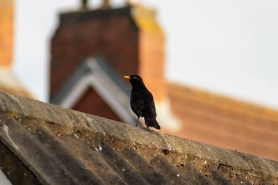 Close-up of bird perching on wood