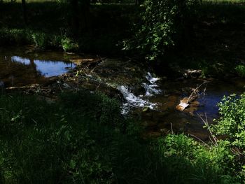 Scenic view of lake amidst trees in forest