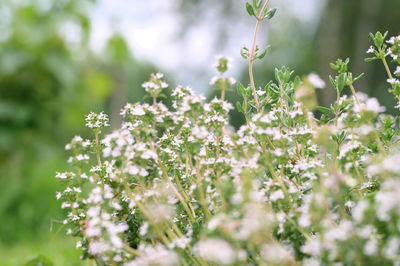 Close-up of flowering plants on field