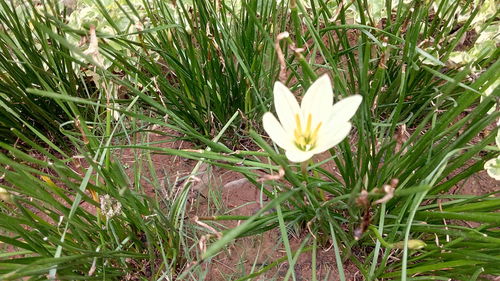 Close-up of crocus blooming on field