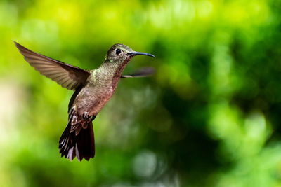 Close-up of bird flying