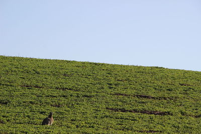 Scenic view of grassy field against clear sky