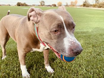 Close-up of a dog on field